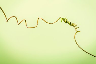 Açık yeşil arka plana bağlı dalında, yakın çekim. Bağlı