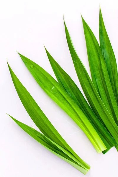 Tailandês ervas ingredPandan folhas 's ingrediente à base de plantas para sobremesa — Fotografia de Stock