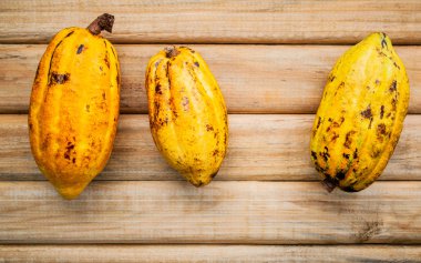 Rustik ahşap arka plan üzerinde Olgun Endonezya kakao pod kurulum.