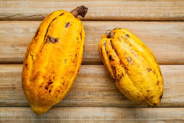 Rustik ahşap arka plan üzerinde Olgun Endonezya kakao pod kurulum.