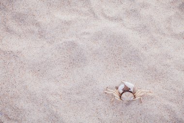White Crab on beach sand for summer and beach concept. Studio sh