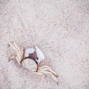 White Crab on beach sand for summer and beach concept. Studio sh