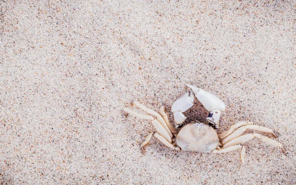 White Crab on beach sand for summer and beach concept. Studio sh — Stockfoto