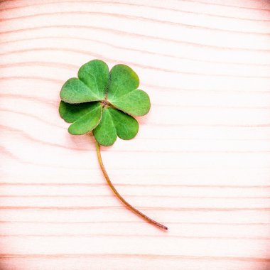 Yonca tonlu ahşap arka plan üzerinde yaprakları . Yaprak Yoncaları sembolik ilk inanç için, ikinci umut için, üçüncü aşk içindir. Yoncalar ve shamrocks sembolik rüyalar .