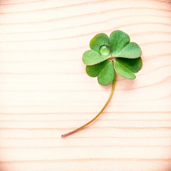 Toned of clovers leaves on wooden background .The symbolic of Leaves Clovers the first is for faith, the second is for hope, the third is for love. Clovers and shamrocks is symbolic dreams . — Stock Photo, Image
