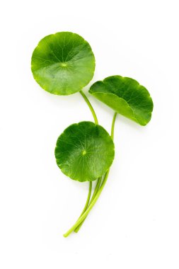 Centella asiatica yaprakları beyaz arkaplanda izole edilmiş..