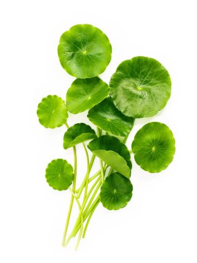 Centella asiatica yaprakları beyaz arkaplanda izole edilmiş..