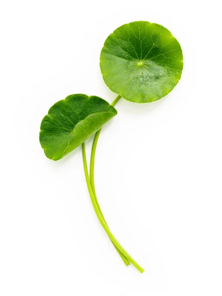 Centella Asiatica Feuilles Isolées Sur Fond Blanc — Photo