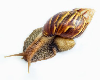 Bir bahçe salyangoz (Cornu aspersum) familyasına ait arazi salyangoz.-olduğunu