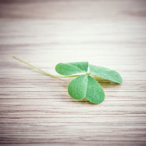 Hoja de trébol de primer plano sobre fondo de madera . — Foto de Stock