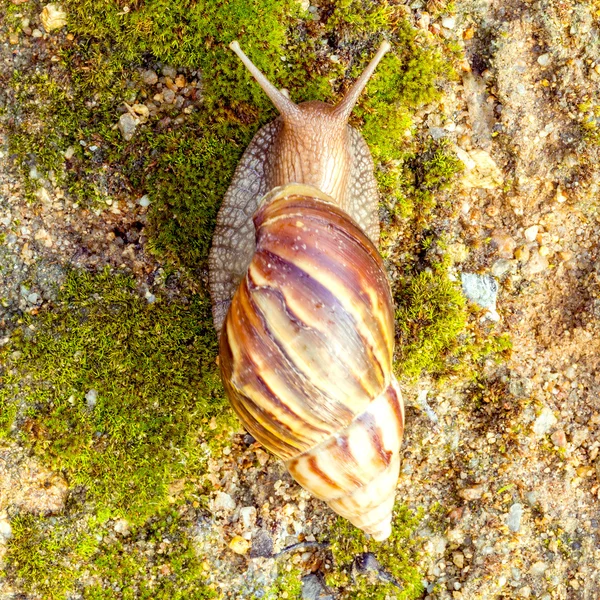 A Garden Snail (Cornu aspersum) is a species of land snail crawl — Stock Photo, Image