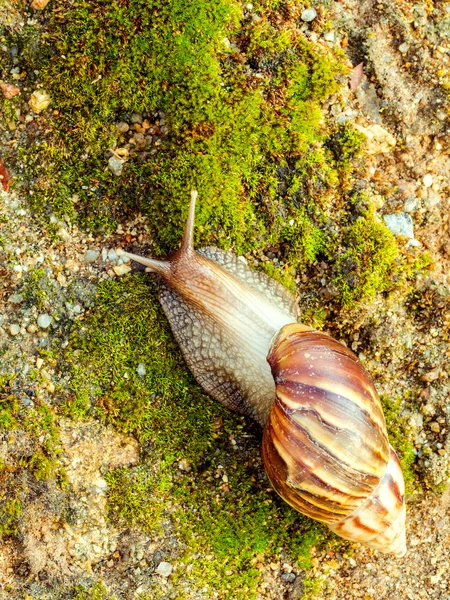 A Garden Snail (Cornu aspersum) is a species of land snail crawl — Stock Photo, Image