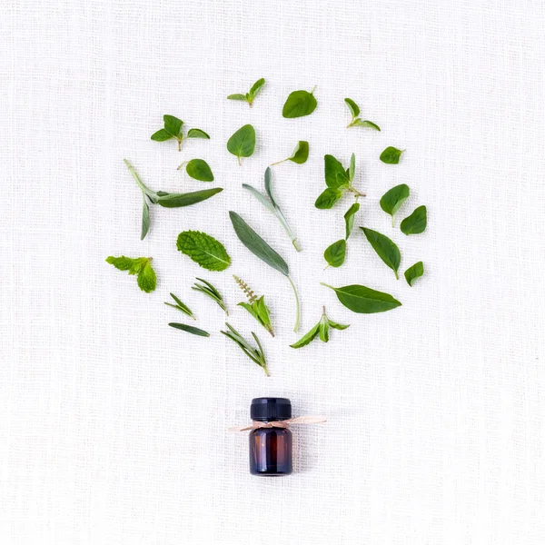 Bottle of essential oil with herb holy basil leaf, rosemary,oreg — Stock Photo, Image