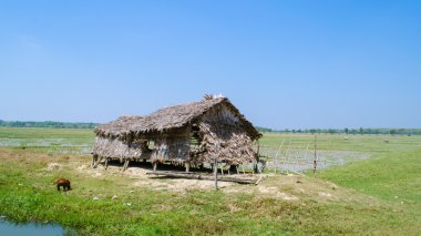 eski çiftlik alanında. -myanmar çiftçi.