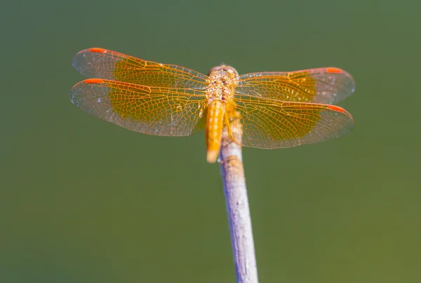 Riposo libellula rossa al lago  . — Foto Stock