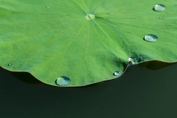 Grünes Lotusblatt im See. - mit Wassertropfen — Stockfoto