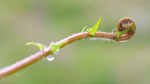 Nahaufnahme Spirale aus Farnen Blatt. — Stockfoto