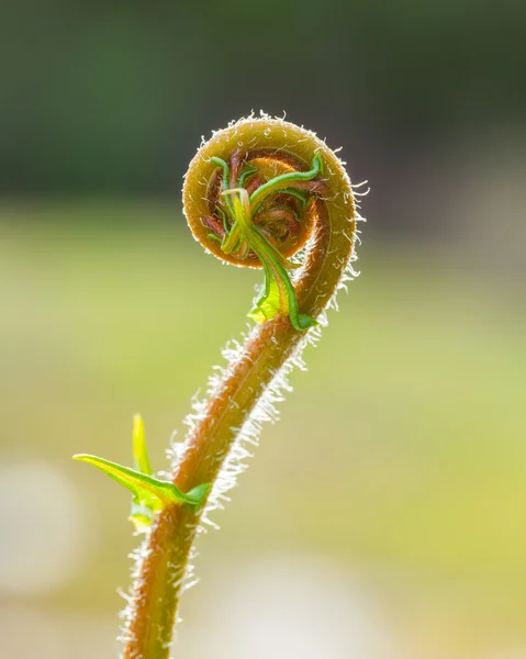 Closeup spirale de feuilles de fougères . — Photo