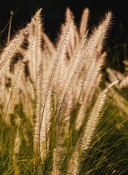 Hierba floreciente durante la puesta del sol. Primer plano de tiro —  Fotos de Stock