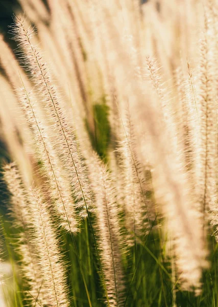 Hierba floreciente durante la puesta del sol. Primer plano de tiro —  Fotos de Stock