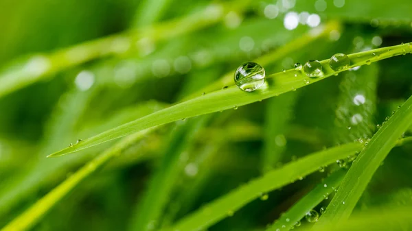 Su damlası ile bir güzel yaprak yeşil arka plan. — Stok fotoğraf