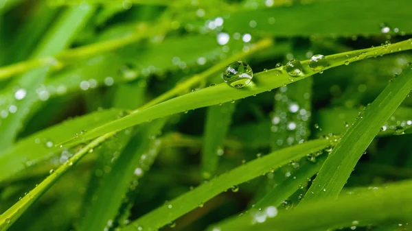 Su damlası ile bir güzel yaprak yeşil arka plan. — Stok fotoğraf