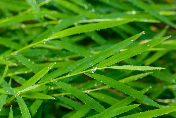 En vacker grönt blad bakgrund med bevattna tappar. — Stockfoto