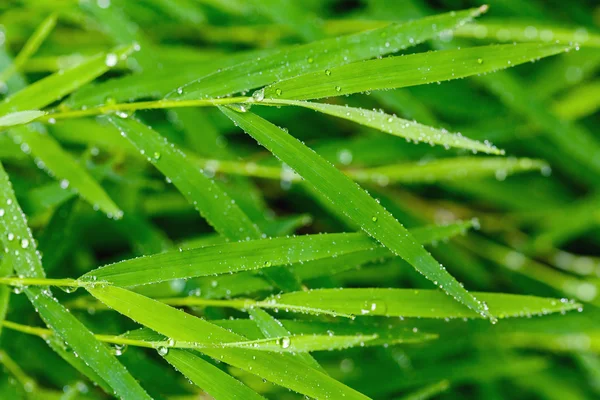 En vacker grönt blad bakgrund med bevattna tappar. — Stockfoto