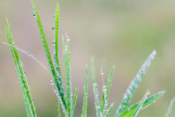 En vacker grönt blad bakgrund med bevattna tappar. — Stockfoto