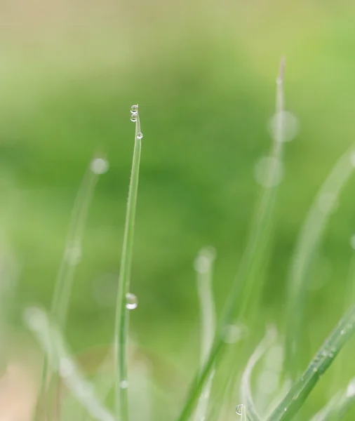 Hoja verde con gota de lluvia. Macro tiro —  Fotos de Stock