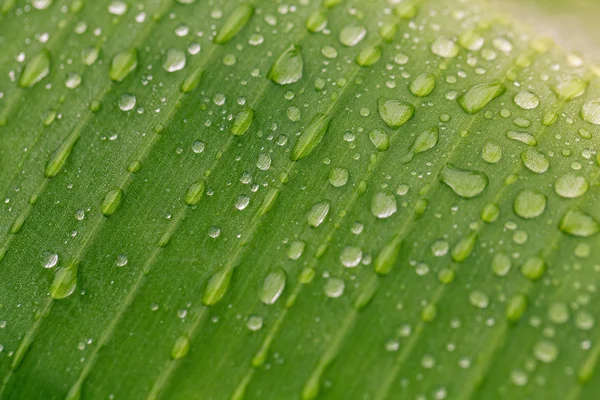 Hoja verde con gota de lluvia. Macro tiro —  Fotos de Stock