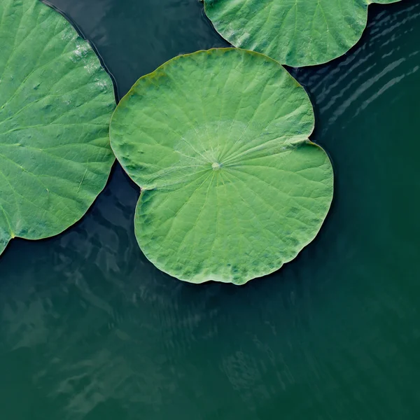 Zelený lotos v jezeře. — Stock fotografie