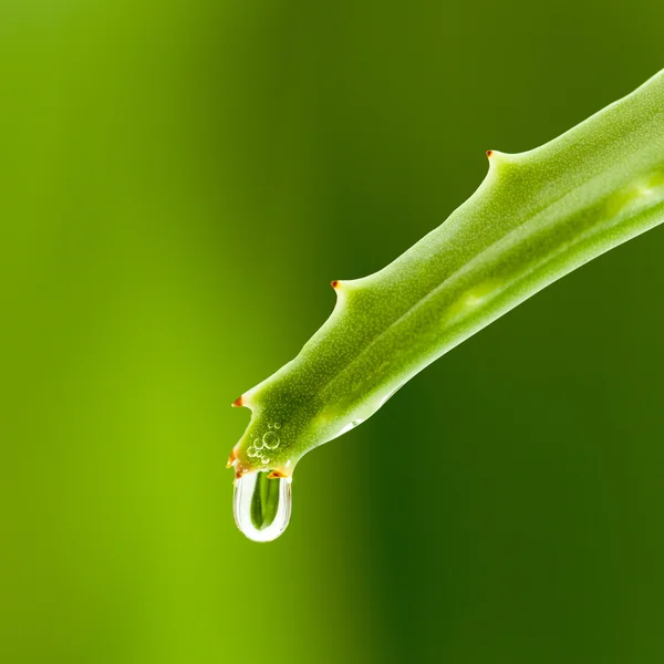 Fresh aloe leaf with water drop . — Stock Photo, Image