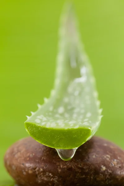 Frisches Aloe-Blatt mit Wassertropfen . — Stockfoto