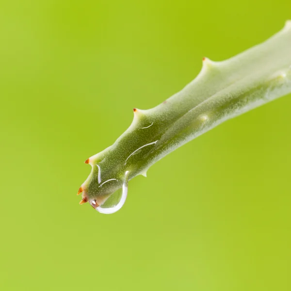 Färskt Aloe blad med vattendor . — Stockfoto