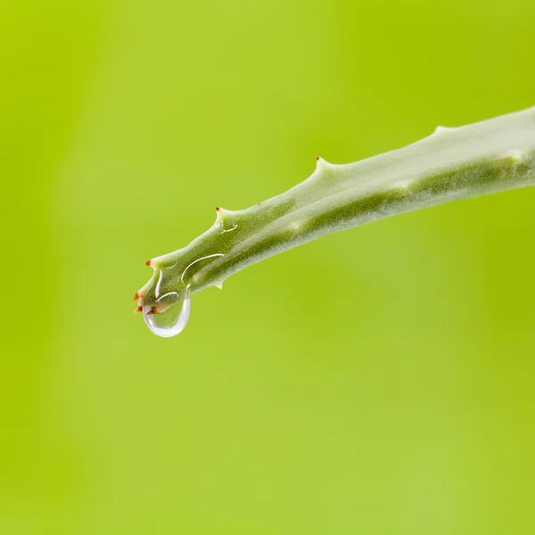 Čerstvý Aloe list s kapkou vody . — Stock fotografie