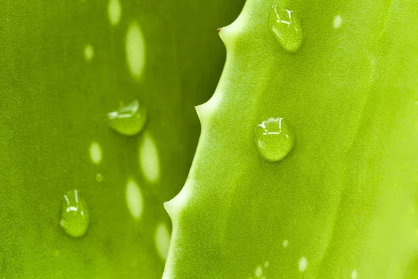 Čerstvý Aloe list s kapkou vody . — Stock fotografie