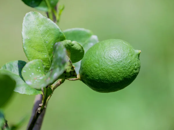 Árvore de limão e limas verdes frescas no ramo no jardim de limão — Fotografia de Stock