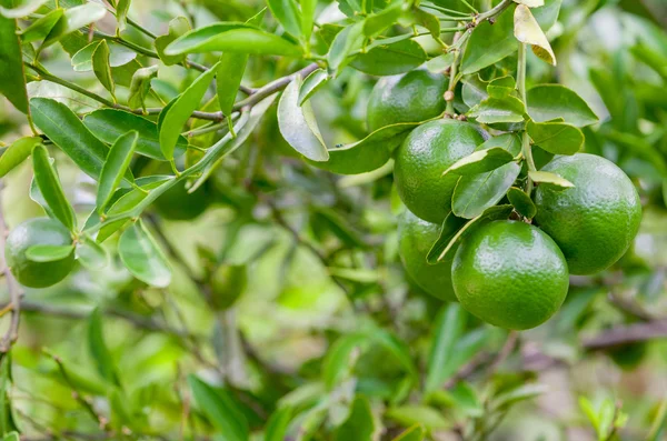 Липа и свежие зеленые лаймы на ветке в лимонном саду — стоковое фото