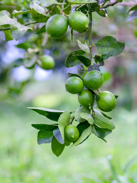 Lipy i świeże zielone limonki na oddział w ogrodzie wapna — Zdjęcie stockowe