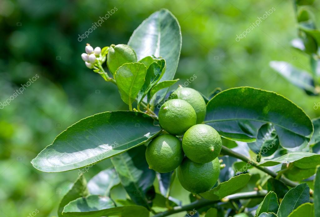 Lime tree and fresh green limes on the branch in the lime garden Stock