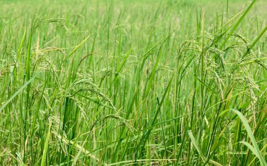 Pirinç çeltik pirinç alan Tayland Güney tarafında, hasat