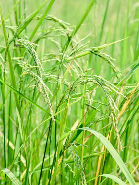 Récoltez du riz dans une rizière du sud de la Thaïlande — Photo