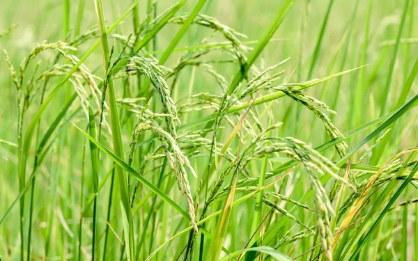 Récoltez du riz dans une rizière du sud de la Thaïlande — Photo