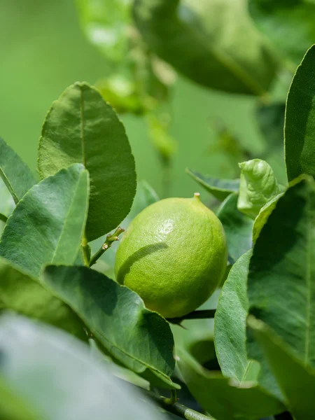 Lipy i świeże zielone limonki na oddział w ogrodzie wapna — Zdjęcie stockowe