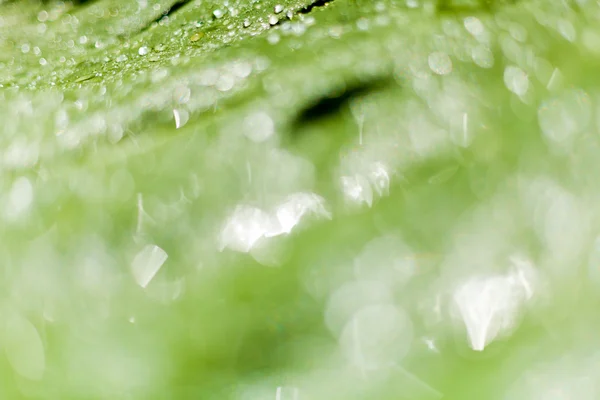 Vackra bokeh bakgrund - vatten droppar på den gröna bananblad. — Stockfoto