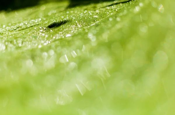 Krásný bokeh pozadí - vodní kapky na zelené banánový list. — Stock fotografie