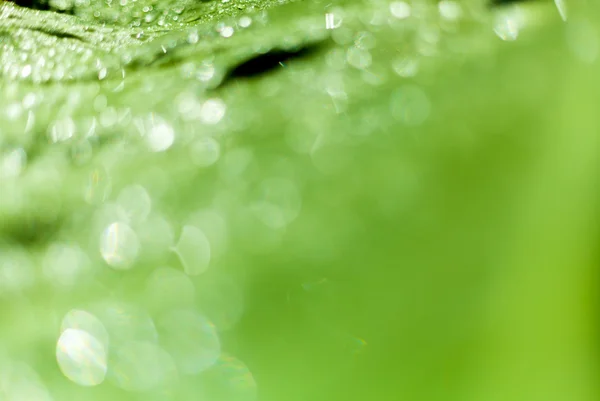 Vackra bokeh bakgrund - vatten droppar på den gröna bananblad. — Stockfoto