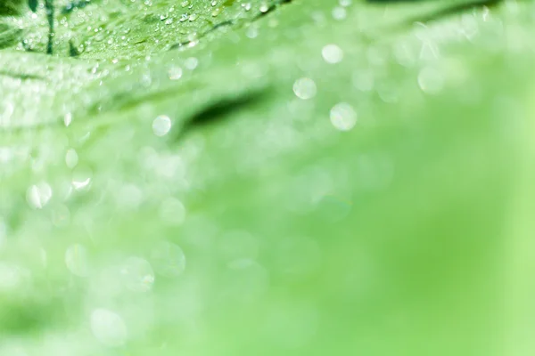Yeşil muz yaprağına güzel bokeh arka plan - su damlaları. — Stok fotoğraf
