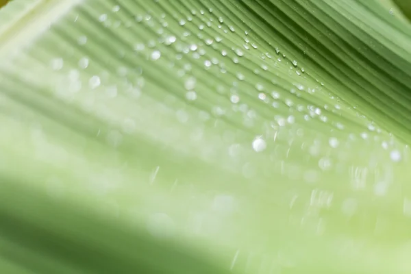 Krásný bokeh pozadí - vodní kapky na zelené banánový list. — Stock fotografie